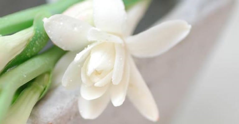 チューベローズってどんな花 どんな香り 詳しくご紹介 アロハ ハワイ マウ
