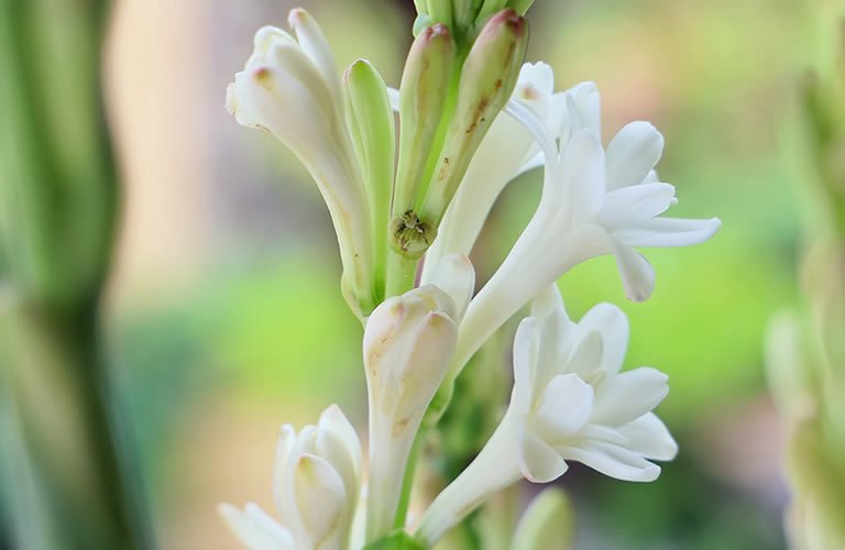 チューベローズってどんな花 どんな香り 詳しくご紹介 アロハ ハワイ マウ
