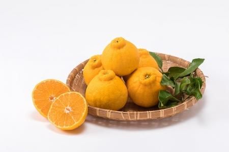 <img class='new_mark_img1' src='https://img.shop-pro.jp/img/new/icons29.gif' style='border:none;display:inline;margin:0px;padding:0px;width:auto;' />�ڲ����ѡۡ��Կ��̸��ꡦ�������ʡ����β� L~��L ���������硡��kg���������󥵡�����̵��