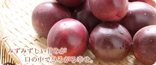 ☆家庭用☆パッションフルーツ 3.2kg 奄美大島