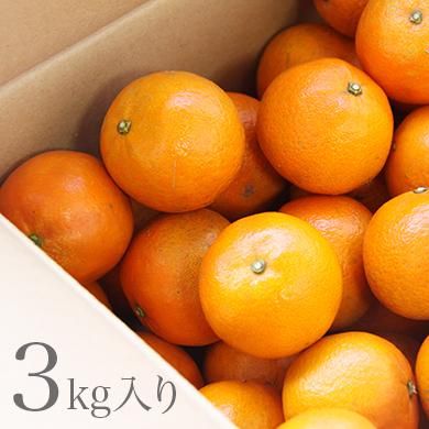 奄美大島産完熟たんかん 3kg 送料無料 奄美大島特産品販売ショップ がじゅmarine