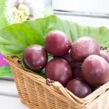 レア！超極太！良形！ロング！鹿児島産 金環蘇轍 胴切り