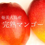 奄美大島産完熟マンゴー  約1.0kg(2~3玉入) 【8月発送：予約品】