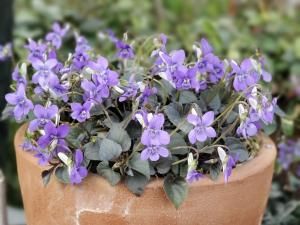 フラワーセレクション】 見元園芸のオリジナルフラワーセレクション