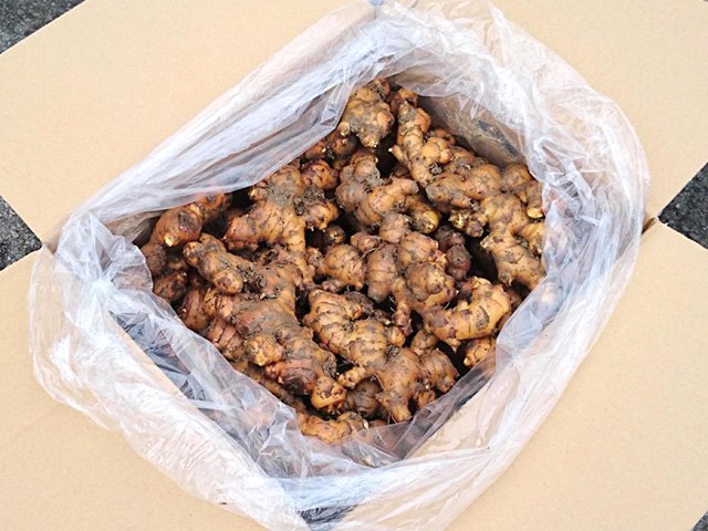 種生姜 種子用しょうが 業務用　種芋 栽培 菜園 農家向け ブランド生姜　龍馬しょうが 4kg 高知県産