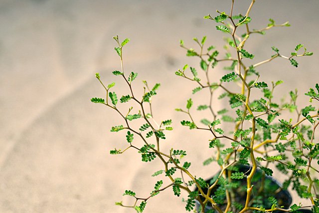 ソフォラ　メルヘンの木　丸い葉　不思議な植物　可愛らしい見た目