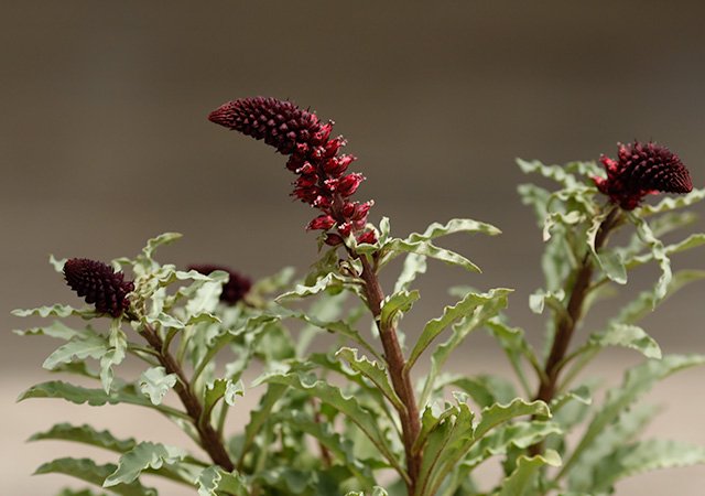 リシマキア ボジョレー ワインレッド 穂状 シック カラーリーフ 寄せ植え 花壇