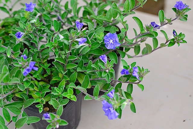 アメリカンブルー 夏の花壇、寄せ植えにオススメ 6月〜10月