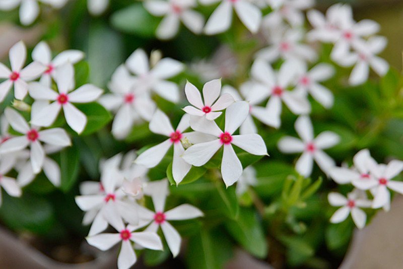 星形の小花が花火のような 日々草 夏花火 を販売 夏場の寄せ植えや花壇に最適