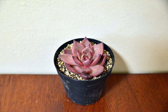 エケベリア（ロメオ） 【Echeveria Romeo】販売 希少でレアな多肉