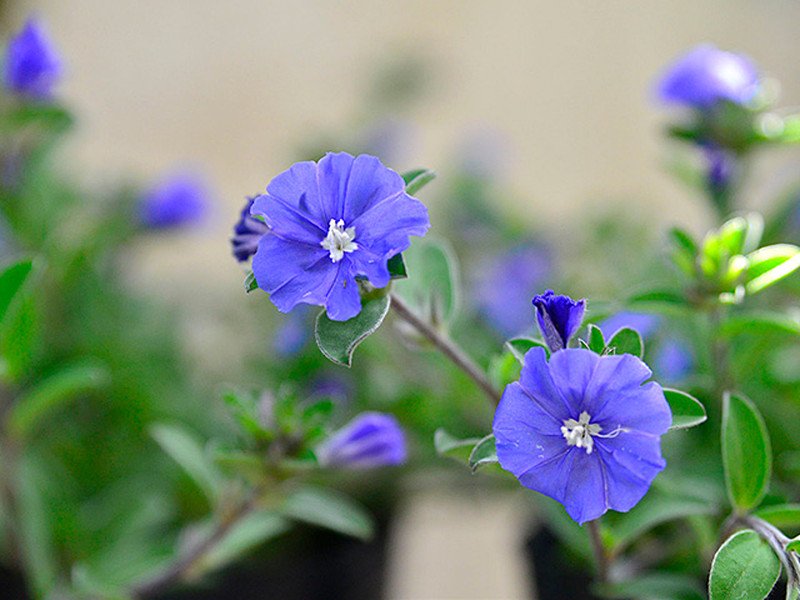 アメリカンブルー通販。 鮮やかな青色の花☆ 夏の花壇、寄せ植えに