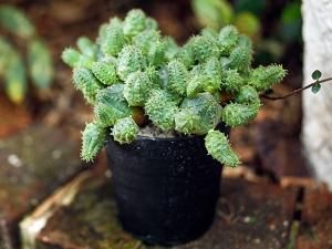 多肉植物 見元園芸 オリジナルビオラ パンジー オリジナルクローバー生産 販売