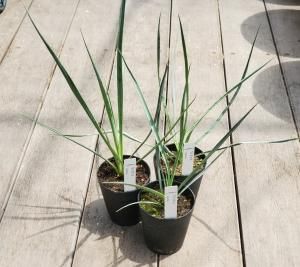 フラワーセレクション】 見元園芸のオリジナルフラワーセレクション