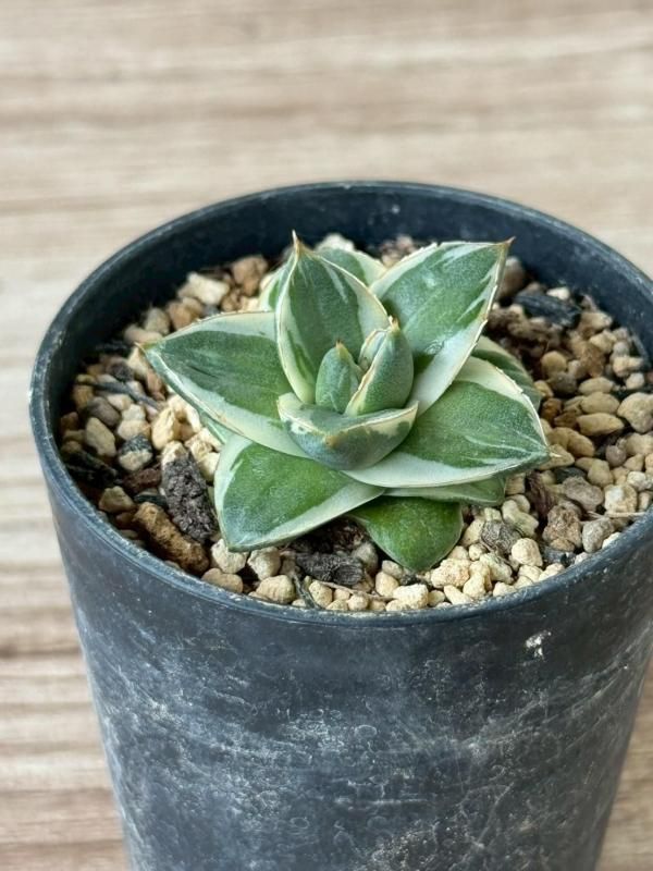 ユ*ウ様 アガベ　ピンキー　苗 多肉植物：アガベ ピンキー 3個入り*幅3.2～3.5cm 現品！一品