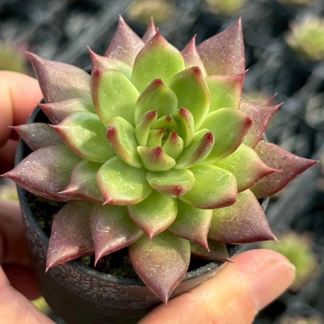 多肉植物 - 見元園芸webshop