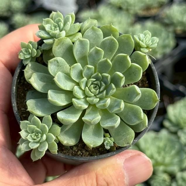 エケベリア - 見元園芸webshop