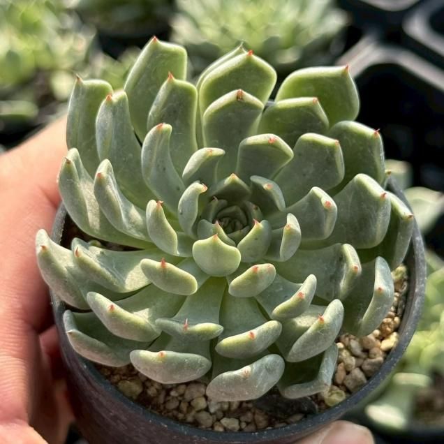 多肉植物 - 見元園芸webshop