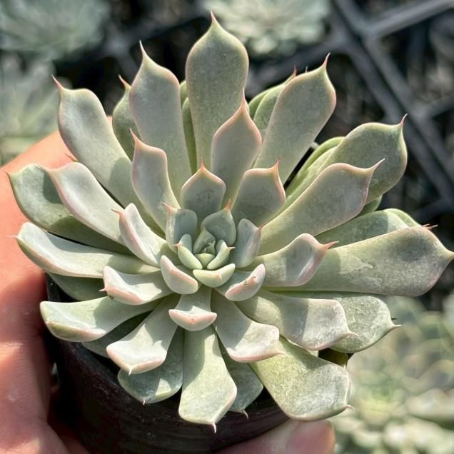 多肉植物 - 見元園芸webshop