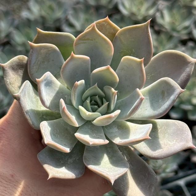 多肉植物 - 見元園芸webshop