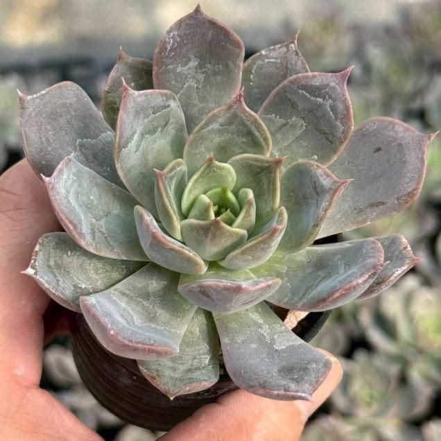 多肉植物 - 見元園芸webshop