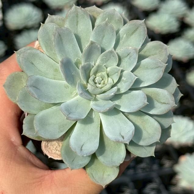 多肉植物 - 見元園芸webshop