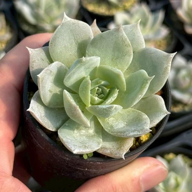 多肉植物 - 見元園芸webshop