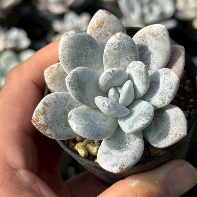 多肉植物 - 見元園芸webshop