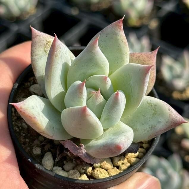 八重多肉植物。ジェニュインシェル。 Haworthia jansenvillensis var. regina aff., JME33-94, 1 km N of