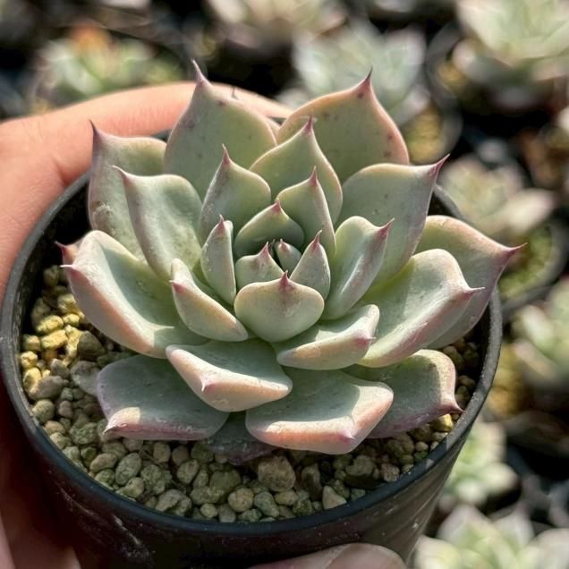 多肉植物 - 見元園芸webshop