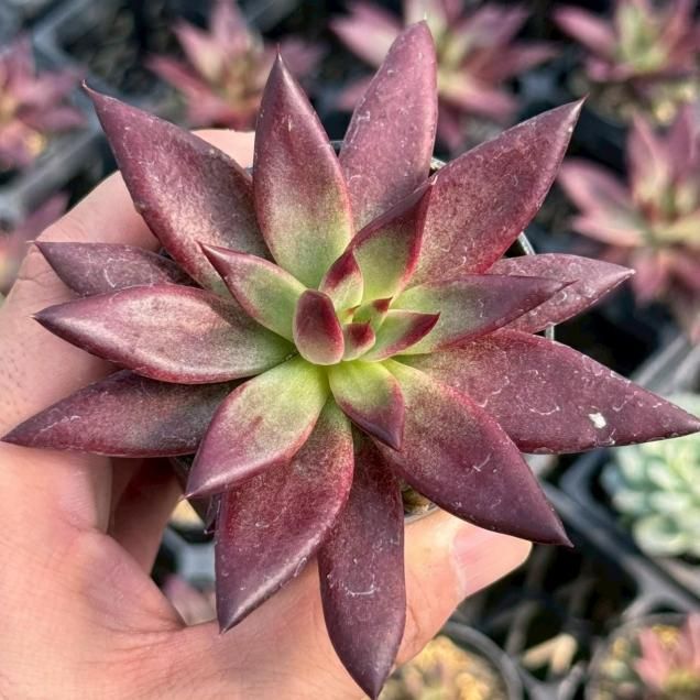 ٥ꥢ ꥹ֥饦ڸȴ̿̾ʼ