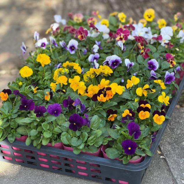 オリジナル交配実生苗 窓口 オリジナル交配.実生苗 窓口