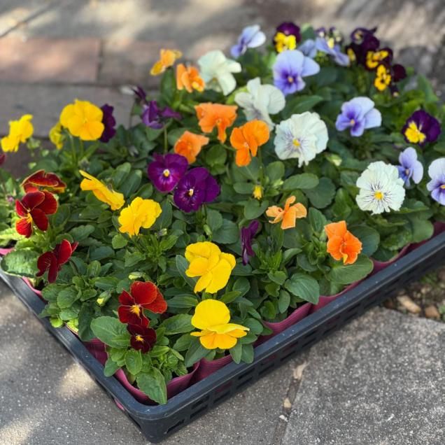 一般品種パンジーケース売り(色おまかせ6~7色)【28苗入り】