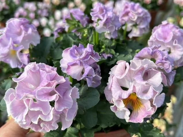 &lt;2025ǯʼ&gt;ѥԡ른ʥեϡˢ2ĥȥåȡ