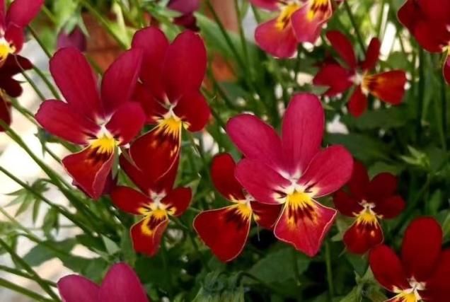 <2025ǯ���ʼ�>�ԥ奢��ӡ��ʥ�ӥåȷϡ�