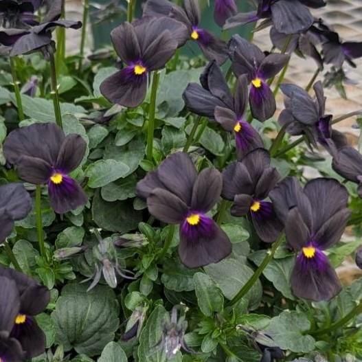 �ޥåȥ֥�å����ץ� fplants�߸������ fplants��� �ʥ�ӥåȷϡ�