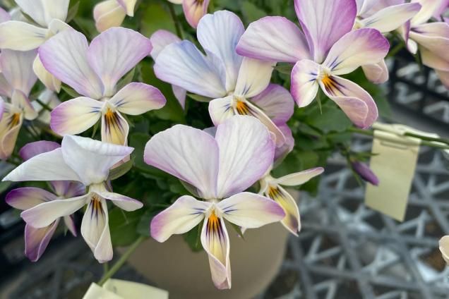 �ߥ������ӥ� �����¡߸�����ݥ�����ʼ�ʥ�ӥåȷϡ�