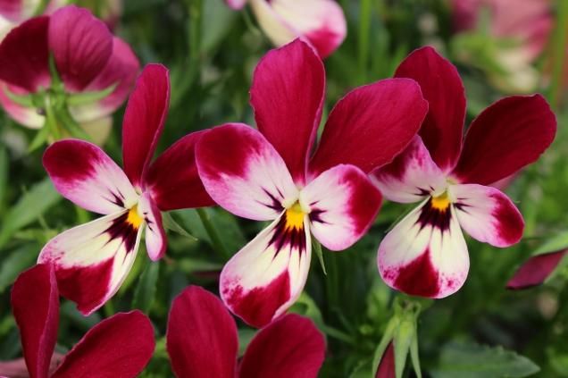 ��ӡ���ѥ� ������󷯡߸�����ݥ�����ʼ�ʥ�ӥåȷϡ�