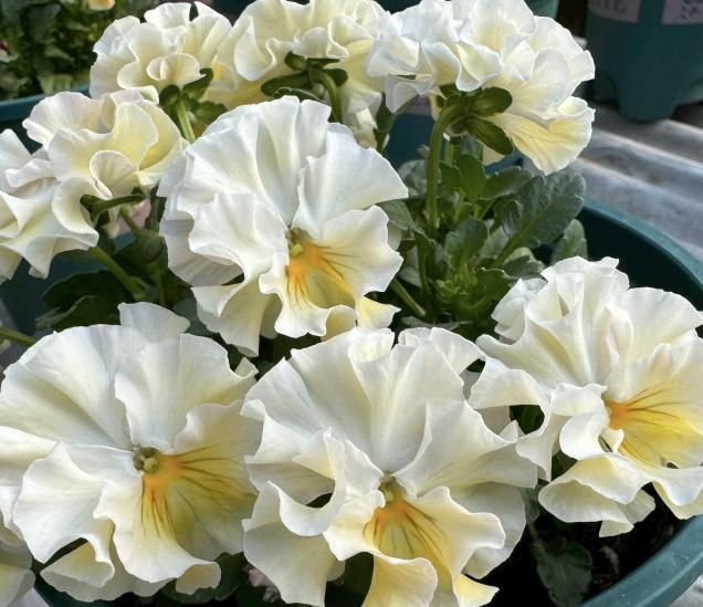 <2025ǯ���ʼ�>���㥤�꡼��ʥե��ϡ�