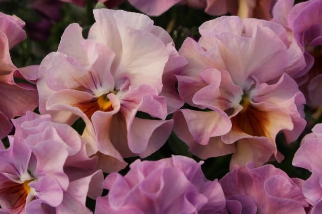 �ץ�ƥ�������ʥե��ϡ�