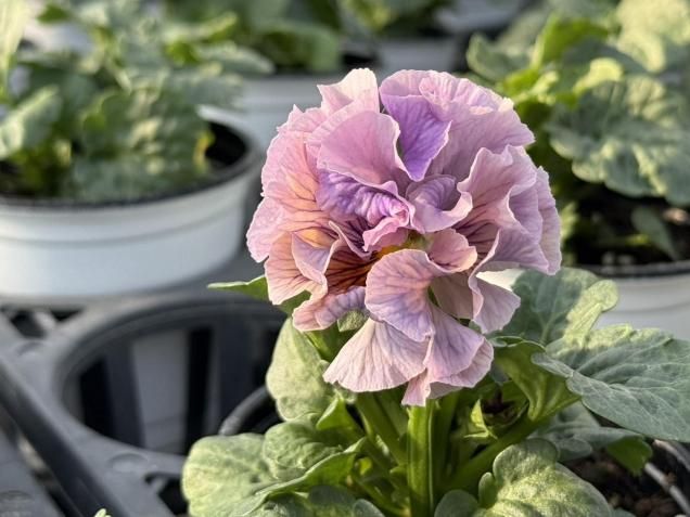 &lt;ʼ&gt;٥롦֥ʥեϡ