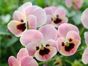 見元園芸ビオラ 春の恋 ビオラ ピンク色のオリジナルビオラ 見元園芸ビオラ 春の恋 ビオラ ピンク色のオリジナルビオラ