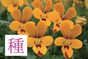 オリジナルビオラ パンジーの種 見元園芸 オリジナルビオラ パンジーの種 販売 オリジナルビオラ パンジーの種 見元園芸 オリジナルビオラ パンジーの種 販売
