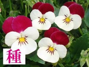 オリジナルビオラ パンジーの種 見元園芸 オリジナルビオラ パンジーの種 販売 オリジナルビオラ パンジーの種 見元園芸 オリジナルビオラ パンジーの種 販売