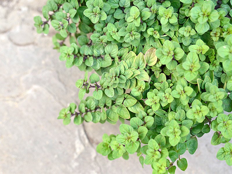 ライムグリーンの葉が綺麗なオレガノ ウエストエーカーゴールド 販売 強い耐寒性の丈夫なオレガノ通販