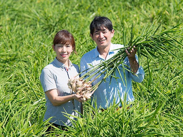 家庭菜園に 高知県産 種用 龍馬しょうが 4kg お試し用 種子生姜