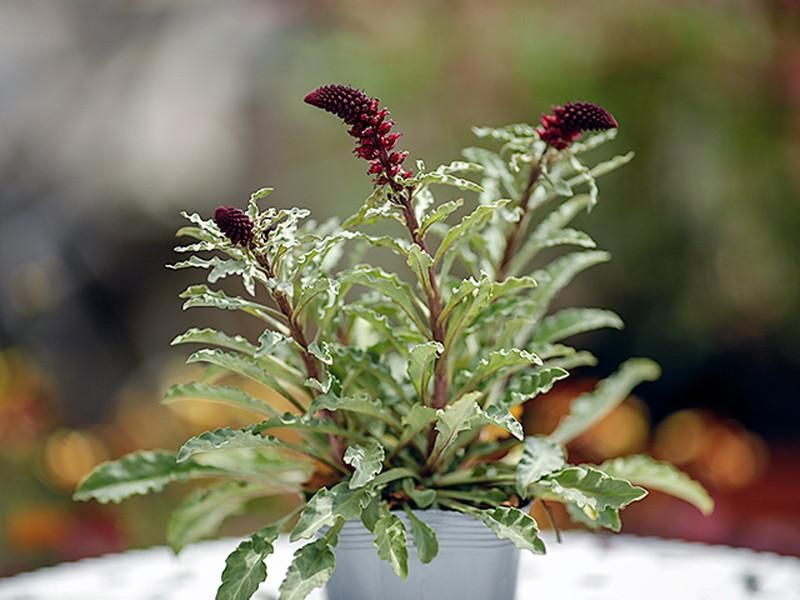 寄せ植えや花壇にオススメのリシマキア ボジョレー ワインレッドとシルバーグレーのシックなアンティーク調 寄せ植えや花壇にオススメのリシマキア ボジョレー ワインレッドとシルバーグレーのシックなアンティーク調