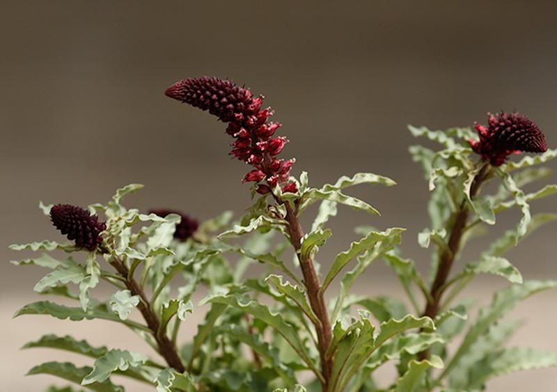 寄せ植えや花壇にオススメのリシマキア ボジョレー ワインレッドとシルバーグレーのシックなアンティーク調