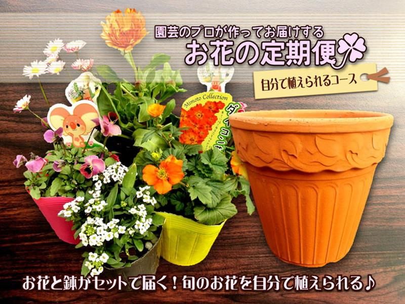 渥美園芸苗@880〜】モンロー × ローラ 見元園芸webshop