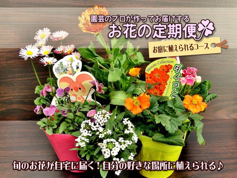 花の定期便☆お庭に植えられるコース オリジナルパンジー・ビオラ