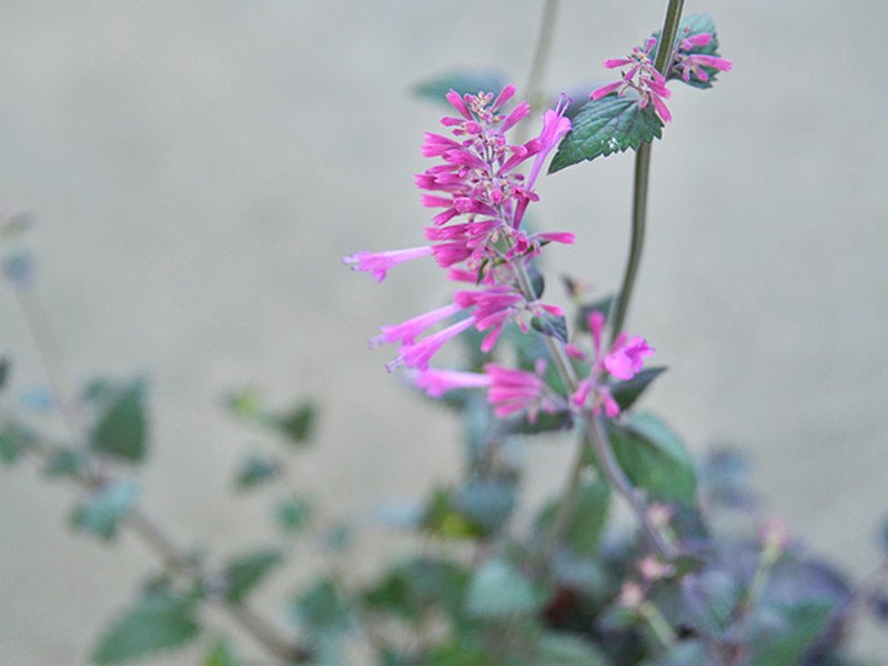 アガスターシェ ボレロ 銅葉が綺麗な宿根草 深いピンクの花のアガスターシェ ボレロ を販売